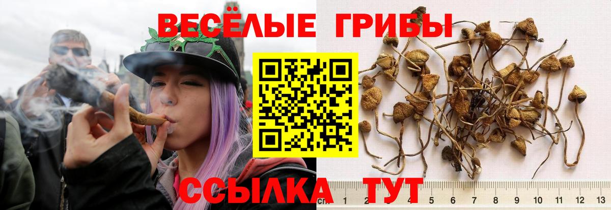 Галлюциногенные грибы Cubensis Вязники
